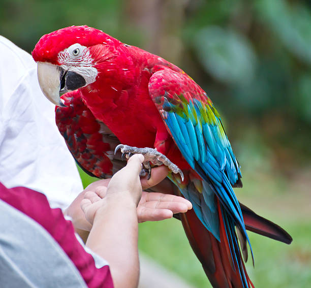 Macaw parrot on the hand Macaw parrot on the hand richie mccaw stock pictures, royalty-free photos & images
