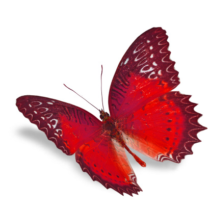 Red Butterfly Insect Red Butterfly Stock Photo - Download Image Now - Butterfly - Insect ...