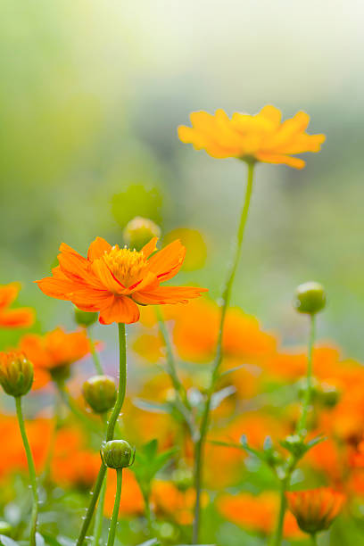 istock Beautiful  yellow flowers in Thailand 451010379