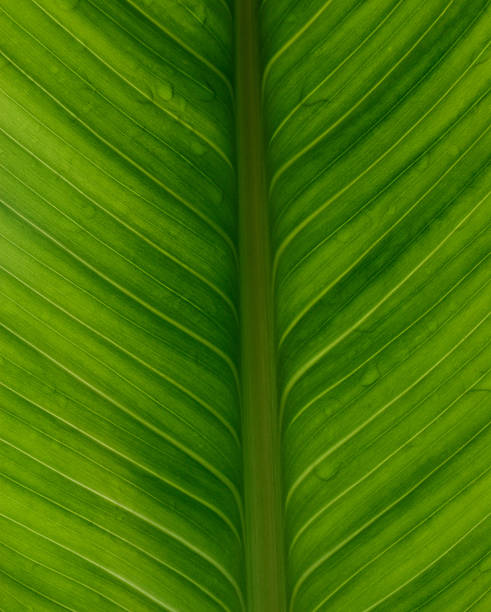 istock close up of green leaf with drops water 451013645
