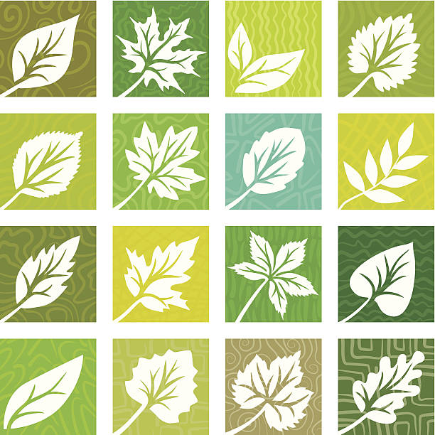 A set of white leaves in different colored squares Textured icons with leaves aspen leaf stock illustrations