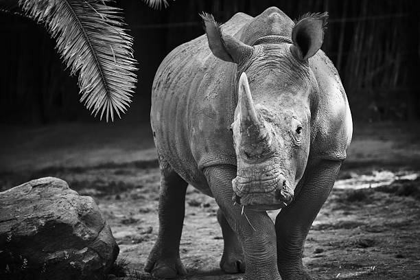 rhino en noir et blanc - chilean culture chile forest the americas photos et images de collection