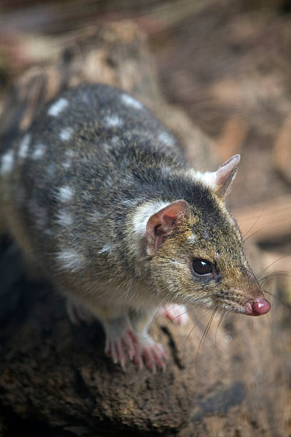 Tiger Quoll Tiger Quoll (also known as Spot tailed or Spotted tailed Quoll) stands on a tree root, Tasmania. spotted quoll stock pictures, royalty-free photos & images