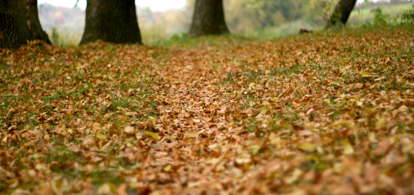 autumn footpath close up, Natures Carpet,  autumn leaf covered footpath,