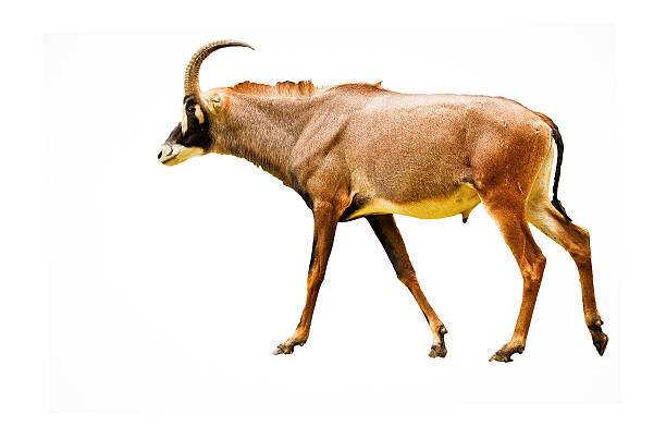 istock Roan antelope male - isolated 451016847