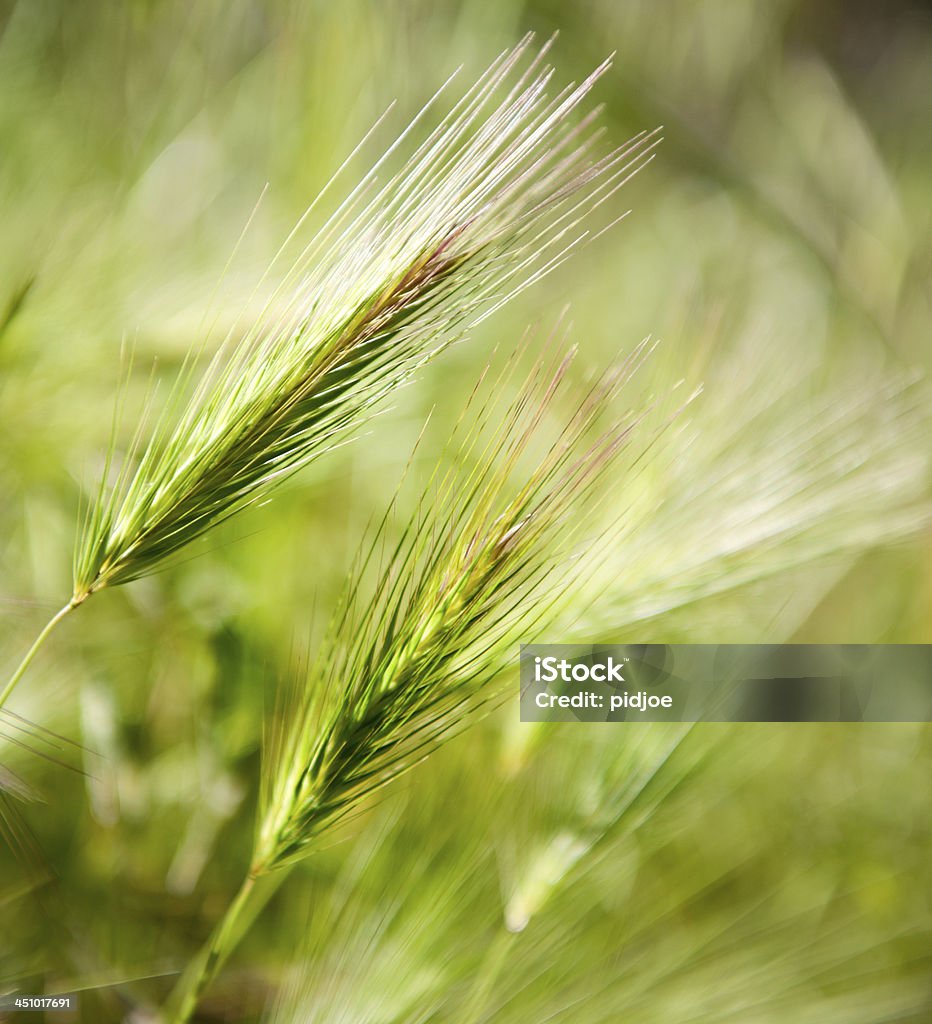 Grainfield - Photo de Agriculture libre de droits