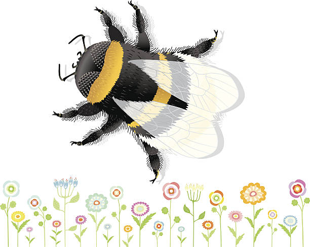 bumblebee z ładne kwiaty. - dekorative stock illustrations