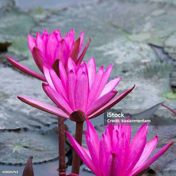 Pink Lotus In A Lake Stock Photo - Download Image Now - Aquatic Organism, Beauty In Nature, Blossom