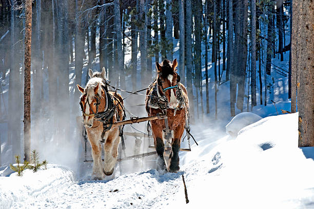 quatro projectos de nó de cavalo em floresta - lumber industry cold day forest imagens e fotografias de stock