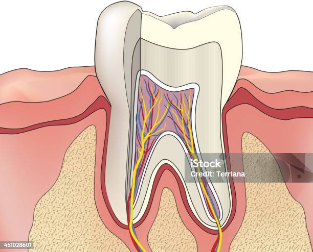 Dente Anatomia Umana - Immagini vettoriali stock e altre immagini di Ammaccato - Ammaccato, Anatomia umana, Apparecchiatura odontoiatrica