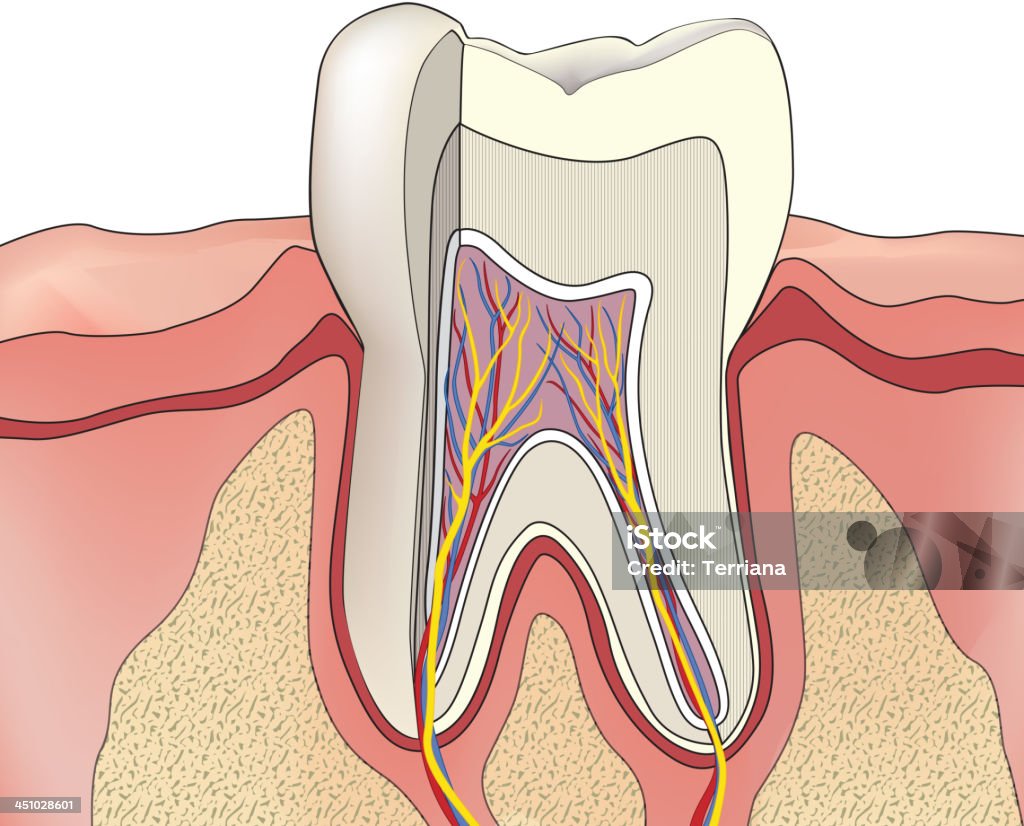 人間の歯の部位 - へこんだのロイヤリティフリーベクトルアート