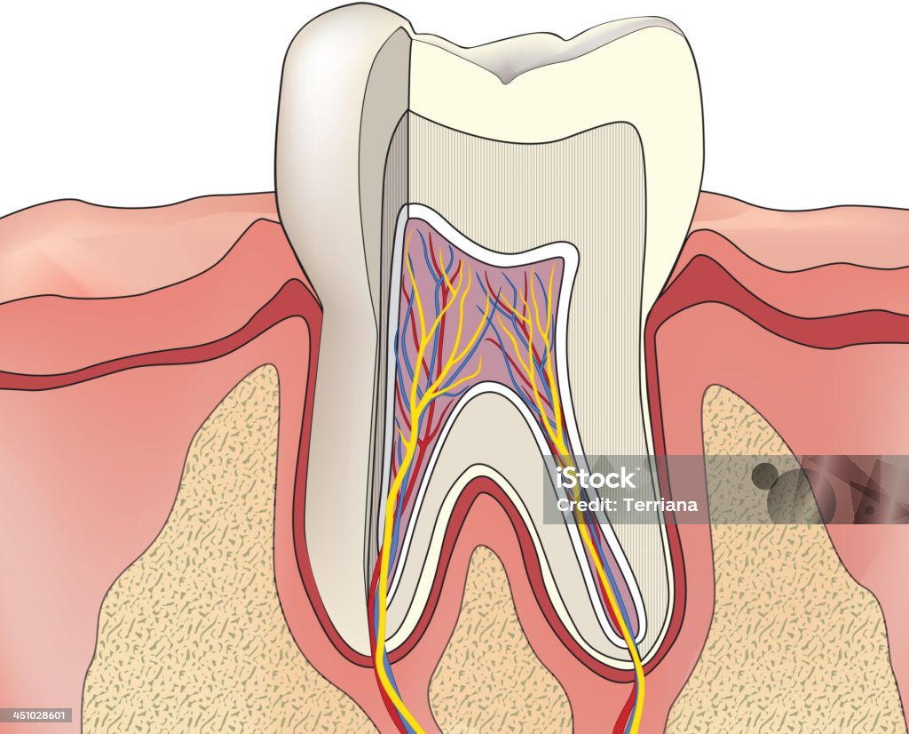 Зуб Анатомия человека - Векторная графика Анатомия роялти-фри