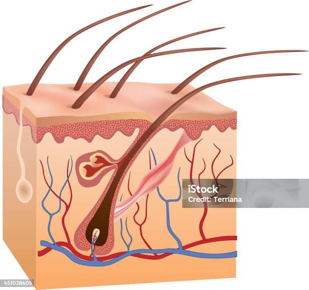 Ilustración de Anatomía Humana De La Piel Y El Cabello y más Vectores Libres de Derechos de Capilar - Vaso sanguíneo - Capilar - Vaso sanguíneo, Fibra, Conspiración