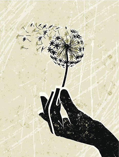 ilustraciones, imágenes clip art, dibujos animados e iconos de stock de mano sosteniendo un reloj de diente de león frágil - hand holding flowers