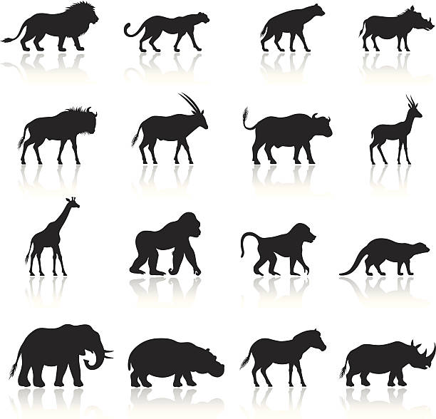 ilustraciones, imágenes clip art, dibujos animados e iconos de stock de icono conjunto de animales africano - large group of objects group of objects white background isolated on white