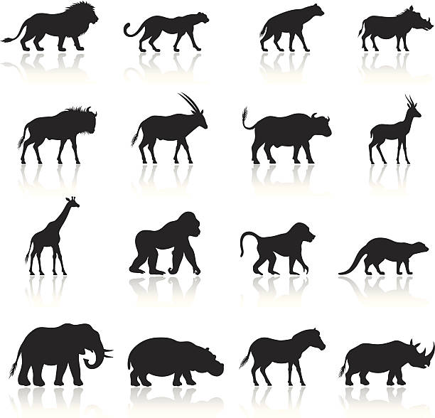 afrykańskie zwierzęta ikony zestaw - safari animals animal feline undomesticated cat stock illustrations