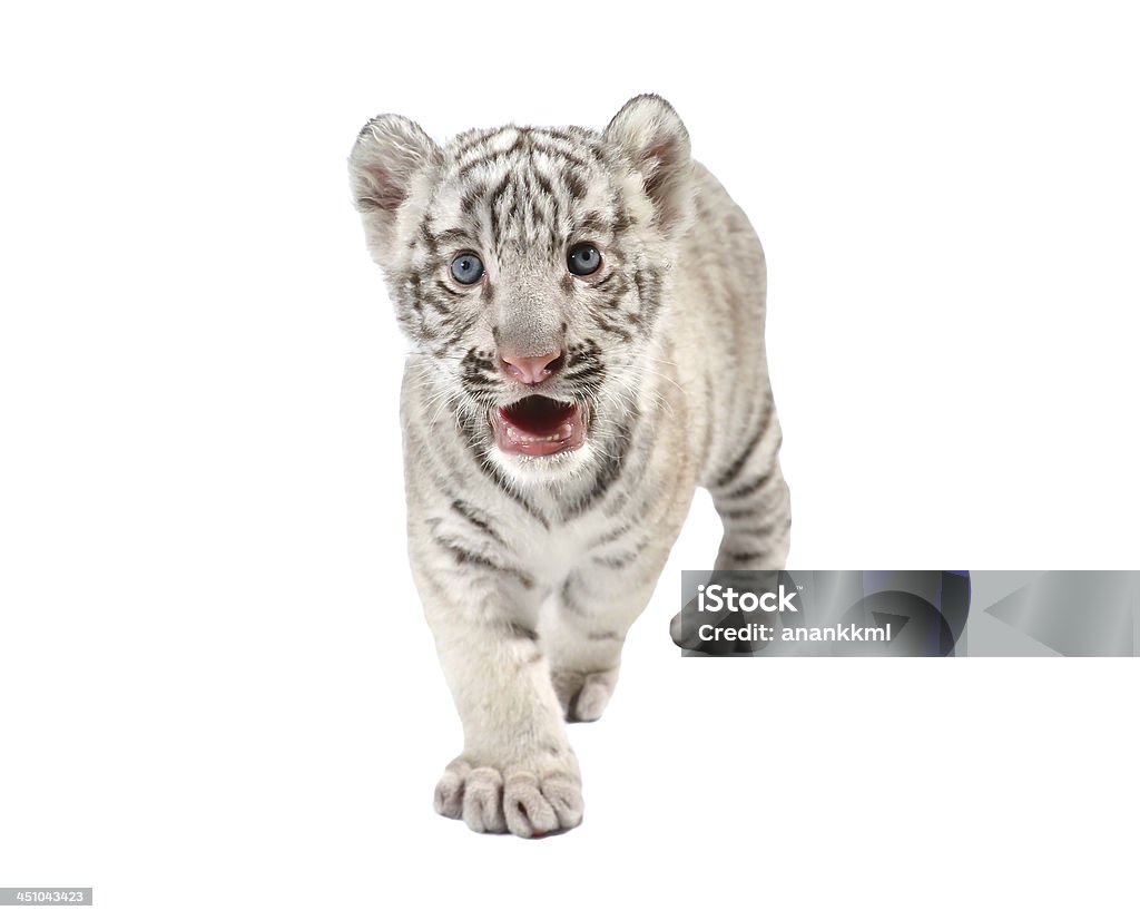 Cria de Tigre-branco - Royalty-free Animal Foto de stock