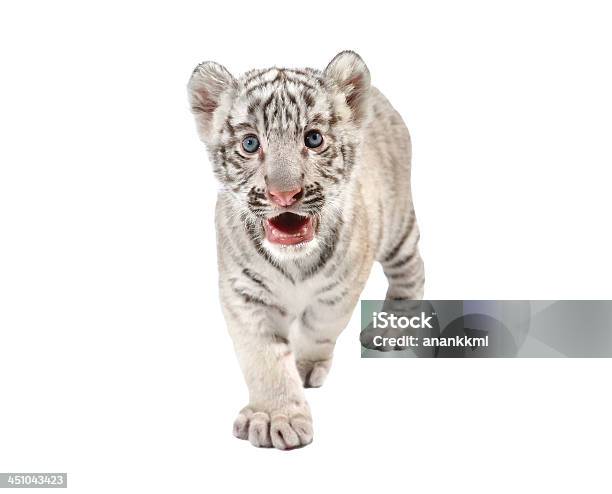 Cria De Tigrebranco - Fotografias de stock e mais imagens de Animal - Animal, Branco, Cria