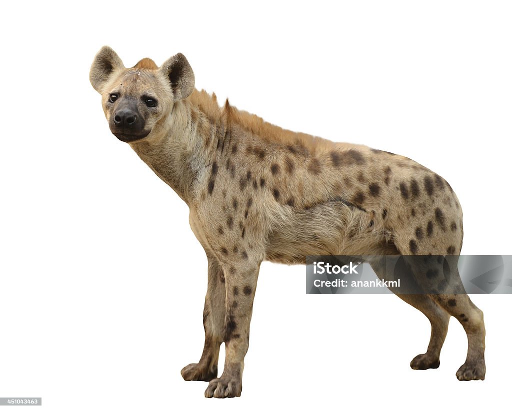 spotted hyena isolated spotted hyena isolated on white background Hyena Stock Photo
