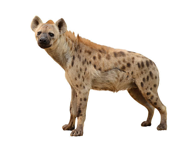 spotted hyena isolated spotted hyena isolated on white background hyena stock pictures, royalty-free photos & images