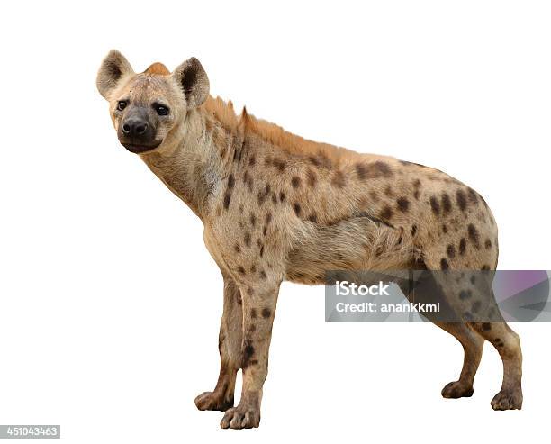 Spotted Hyena Isolated Stock Photo - Download Image Now - Hyena, Cut Out, Spotted Hyena