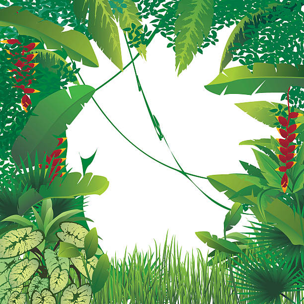 ilustrações de stock, clip art, desenhos animados e ícones de floresta tropical exótica - fern forest ivy leaf