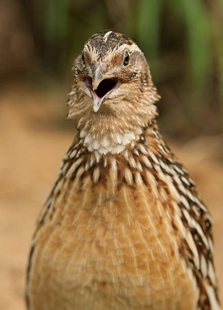 Crowing common quail rooster (Coturnix coturn.) Crowing common quail rooster (Coturnix coturnix) with focus on the head of the animal. coturnix quail stock pictures, royalty-free photos & images