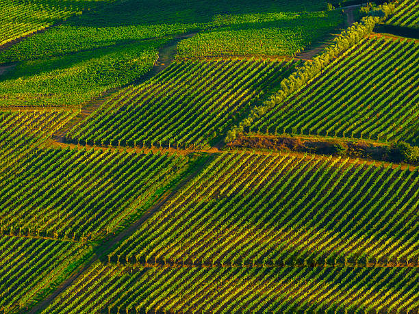 istock vineyard in Tuscany, Italy 451047261