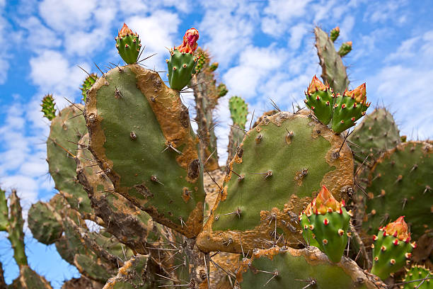 istock fruits of Opuntia 451049361