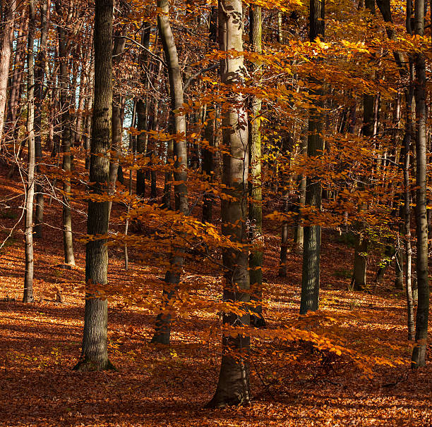 floresta de outono - unevenly imagens e fotografias de stock