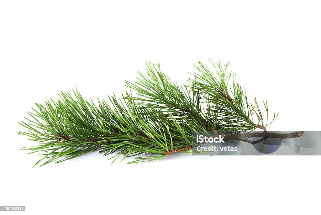 Pine tree twig Pine tree twig on a white background Pine Tree Stock Photo