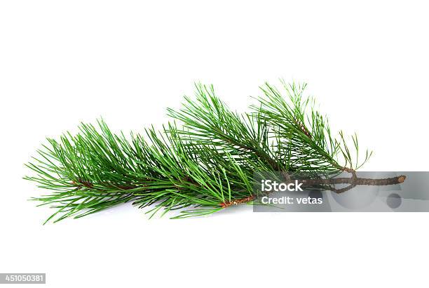 Pine Tree Twig Stock Photo - Download Image Now - Pine Tree, Branch - Plant Part, White Background
