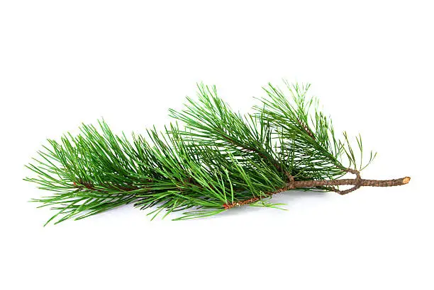 Pine tree twig on a white background