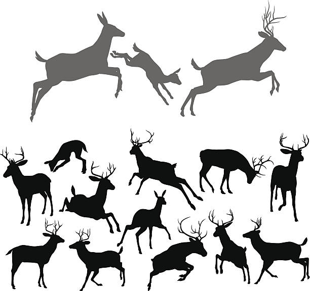 Deer Silhouettes Deer silhouettes including fawn, doe bucks and stags in various poses. Includes family group of stag doe and fawn running and jumping together doe stock illustrations