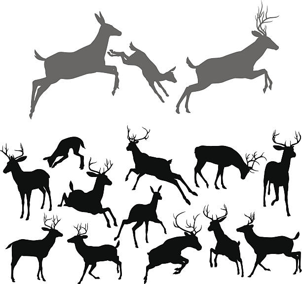 Deer Silhouettes Deer silhouettes including fawn, doe bucks and stags in various poses. Includes family group of stag doe and fawn running and jumping together doe deer silhouette stock illustrations