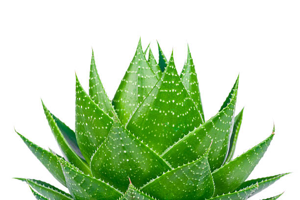 Aloe plant stock photo