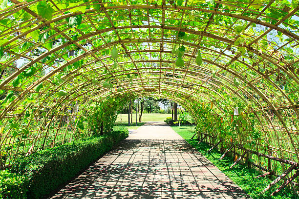 istock fresh cucurbit tunnel garden 451056515
