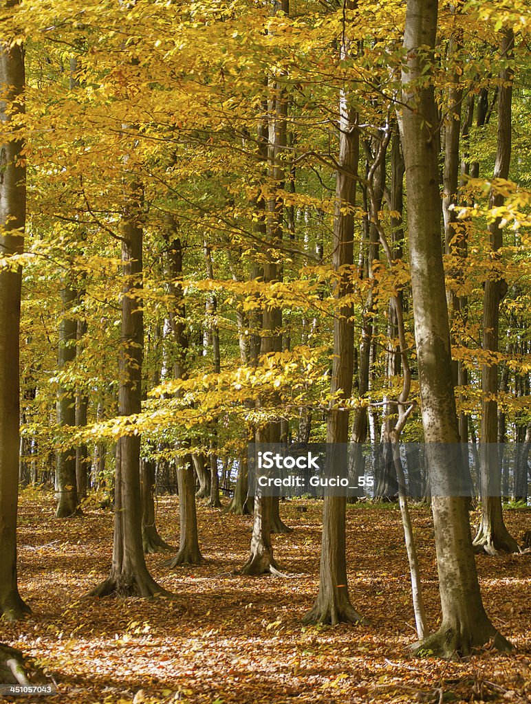 秋の森 - カラフルのロイヤリティフリーストックフォト