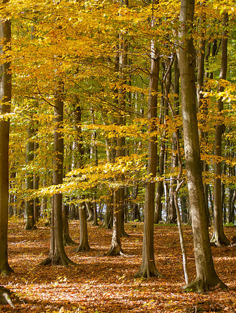 floresta de outono - unevenly imagens e fotografias de stock