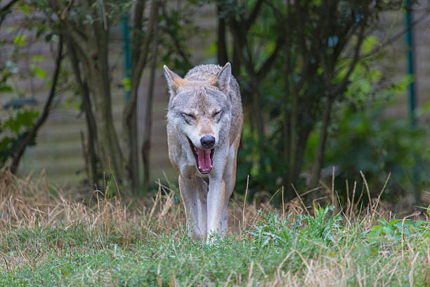 волк (canis красной - michele canini стоковые фото и изображения