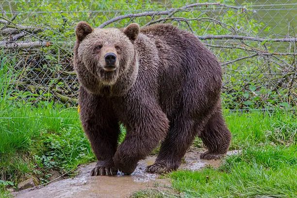 a cute brown bear looking