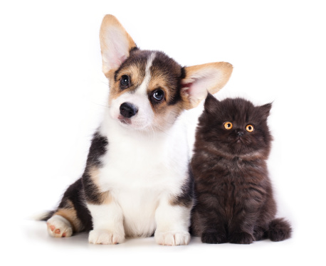 Pembroke Welsh Corgi puppy and  kitten