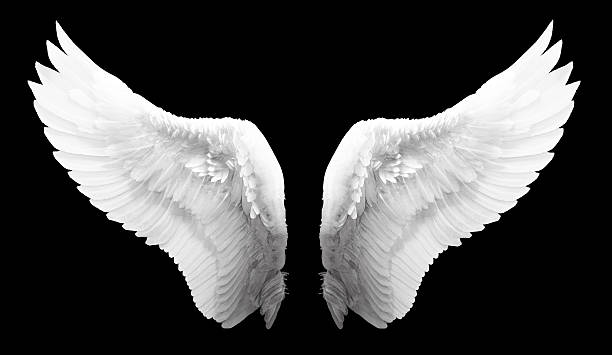 white angel wing isolated - engel stockfoto's en -beelden