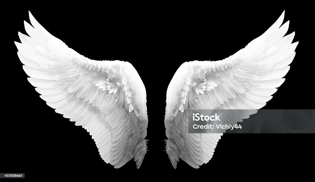 white angel wing isolated Animal Wing Stock Photo