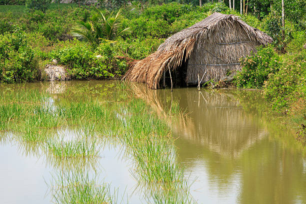 istock Green Grass and house in Mekong Delta 451060009