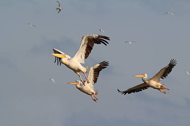 istock flock of three pelicans flying 451064579