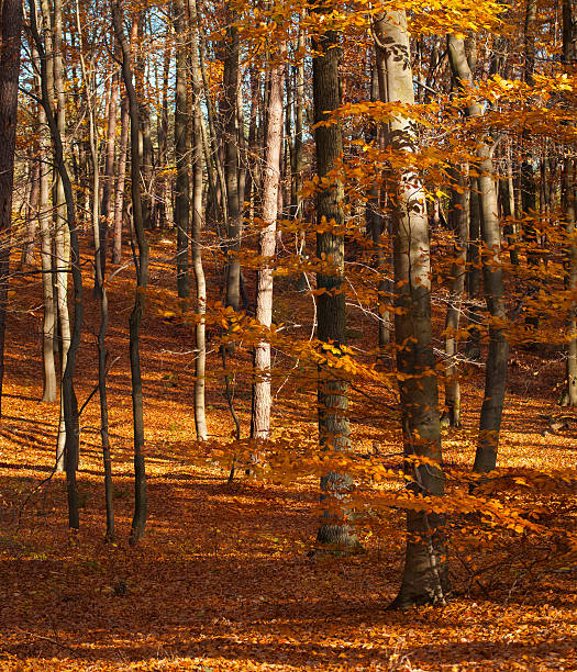 floresta de outono - unevenly imagens e fotografias de stock