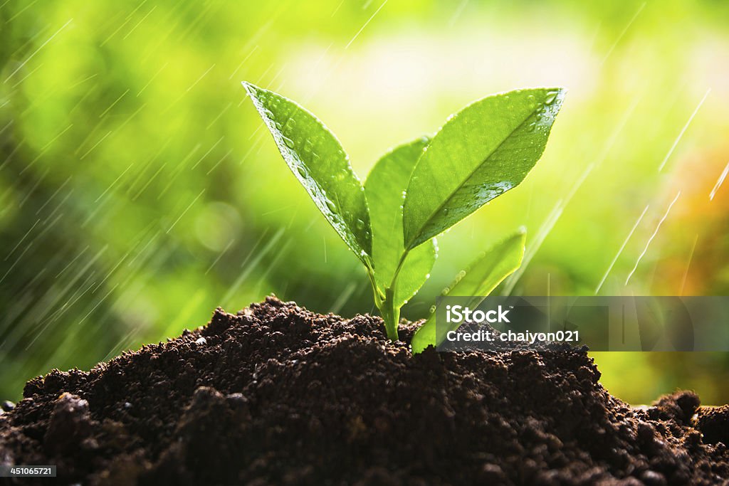 planting tree, sprout Agriculture Stock Photo