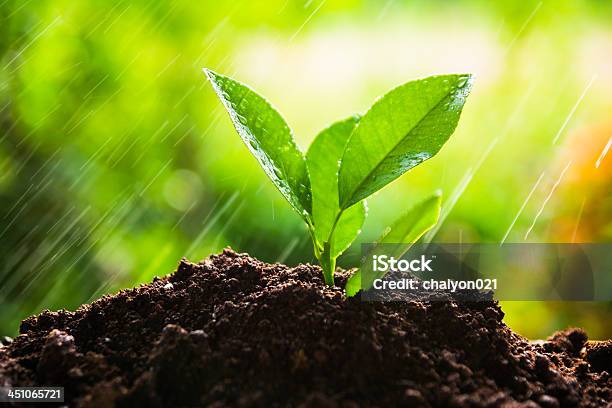 Planting Tree Sprout Stock Photo - Download Image Now - Agriculture, Close-up, Farmer