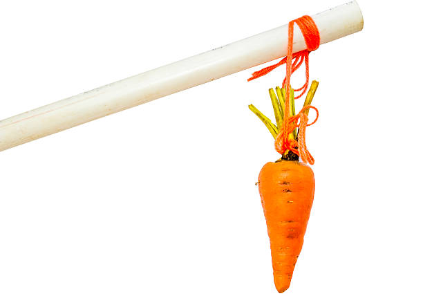 affichage de carotte - stick dangling a carrot carrot motivation photos et images de collection